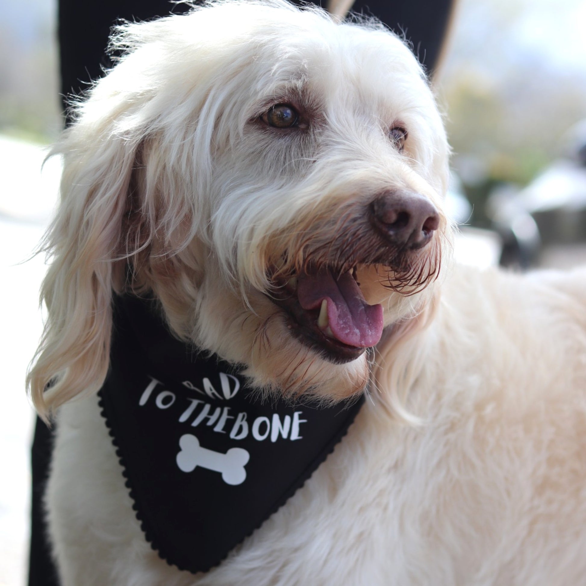 Kubi kwiBone Bandanna