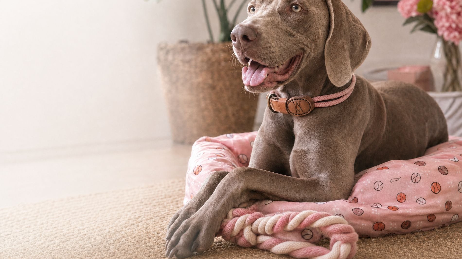 A dog wearing a handmade Wild Mongoo rope collar, resting on a printed pet bed with a rope toy nearby