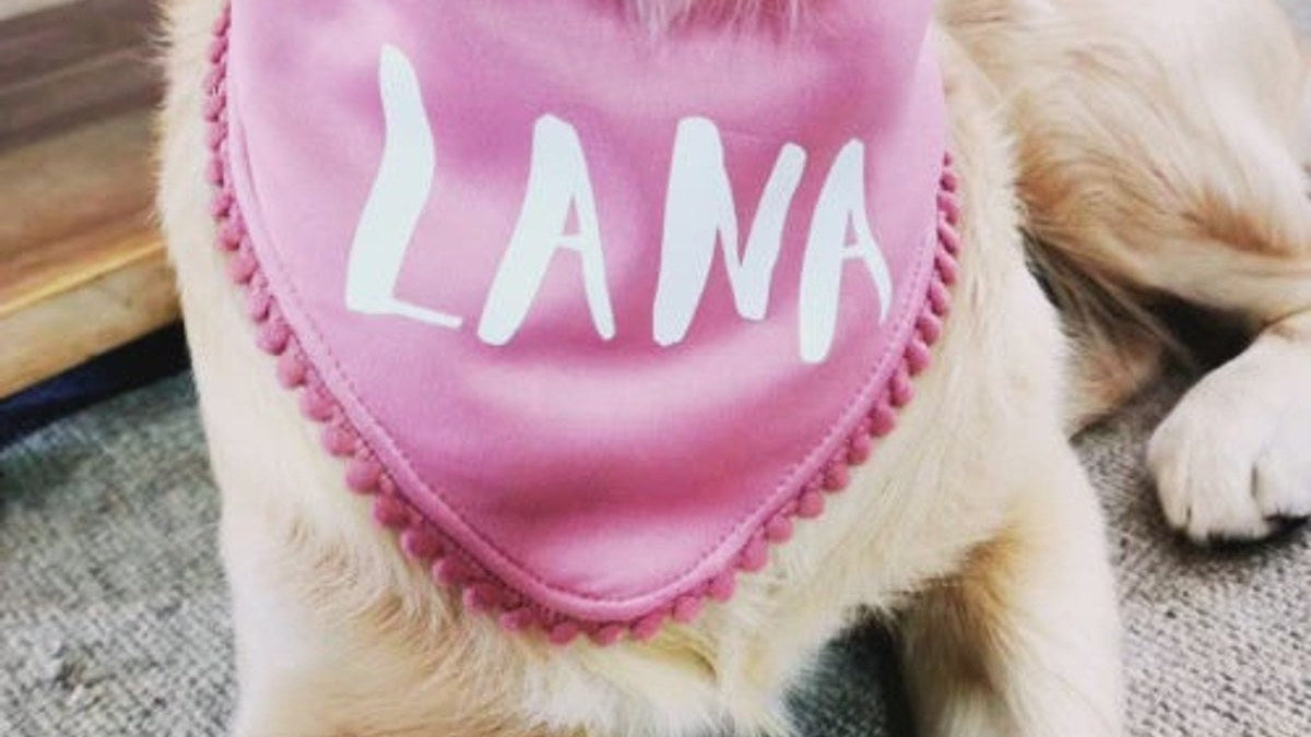 A golden retriever wearing a pink Wild Mongoo bandanna with the name LANA printed on it in white handwritten lettering