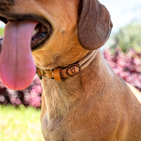 Honde tou halsband