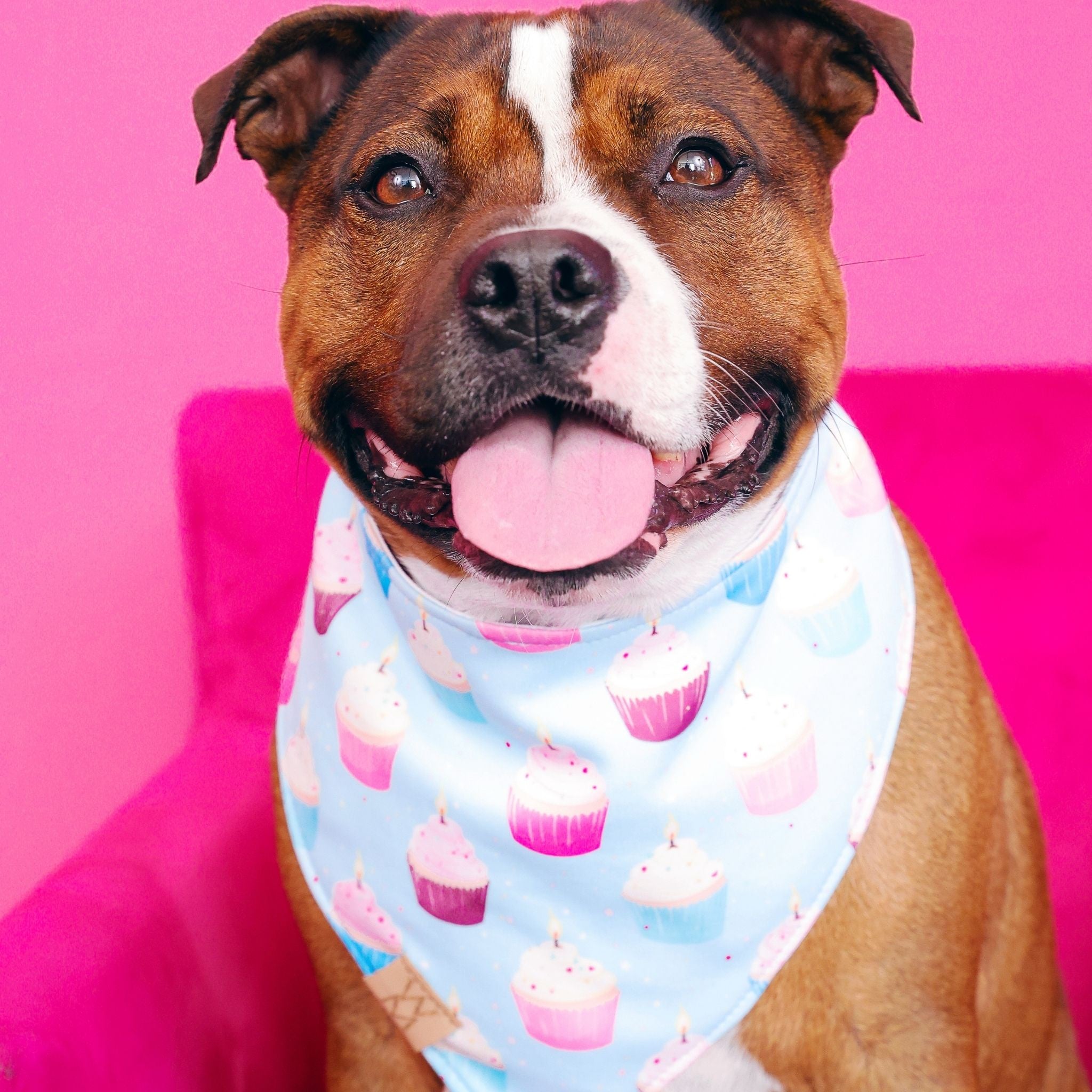 Bark Day Bakes