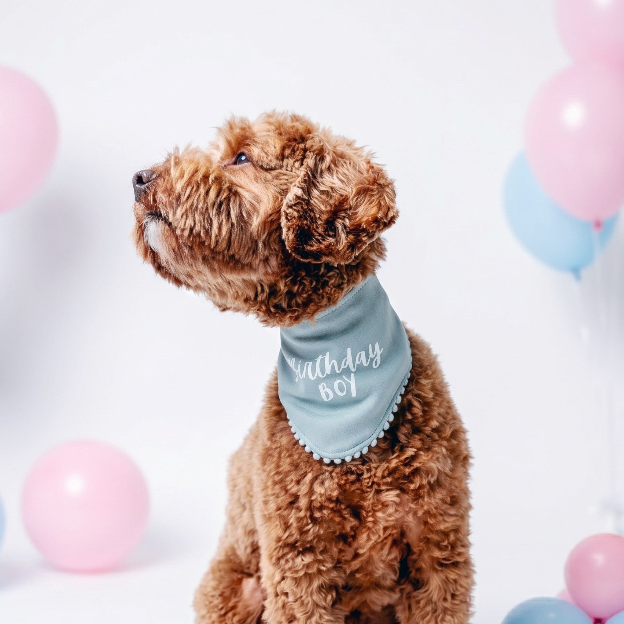 Birthday Boy Bandanna