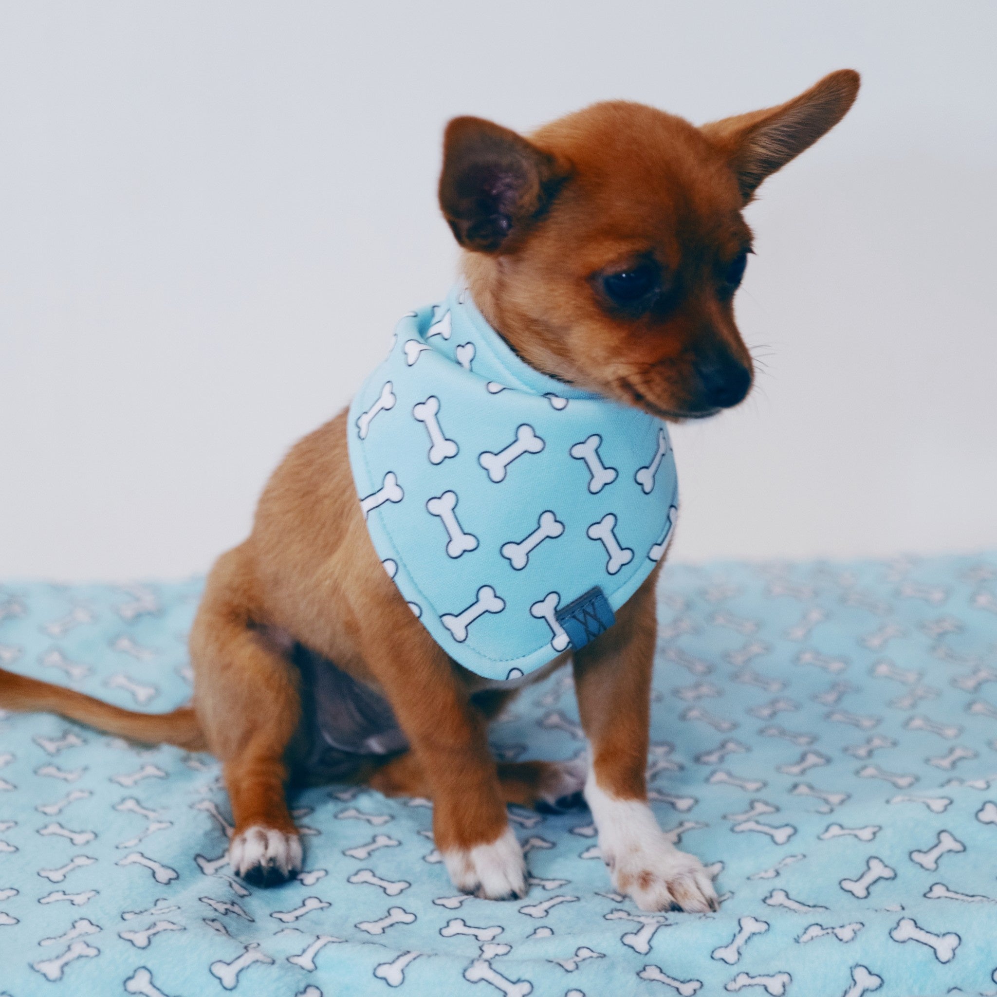 Bone Appétit Bandanna