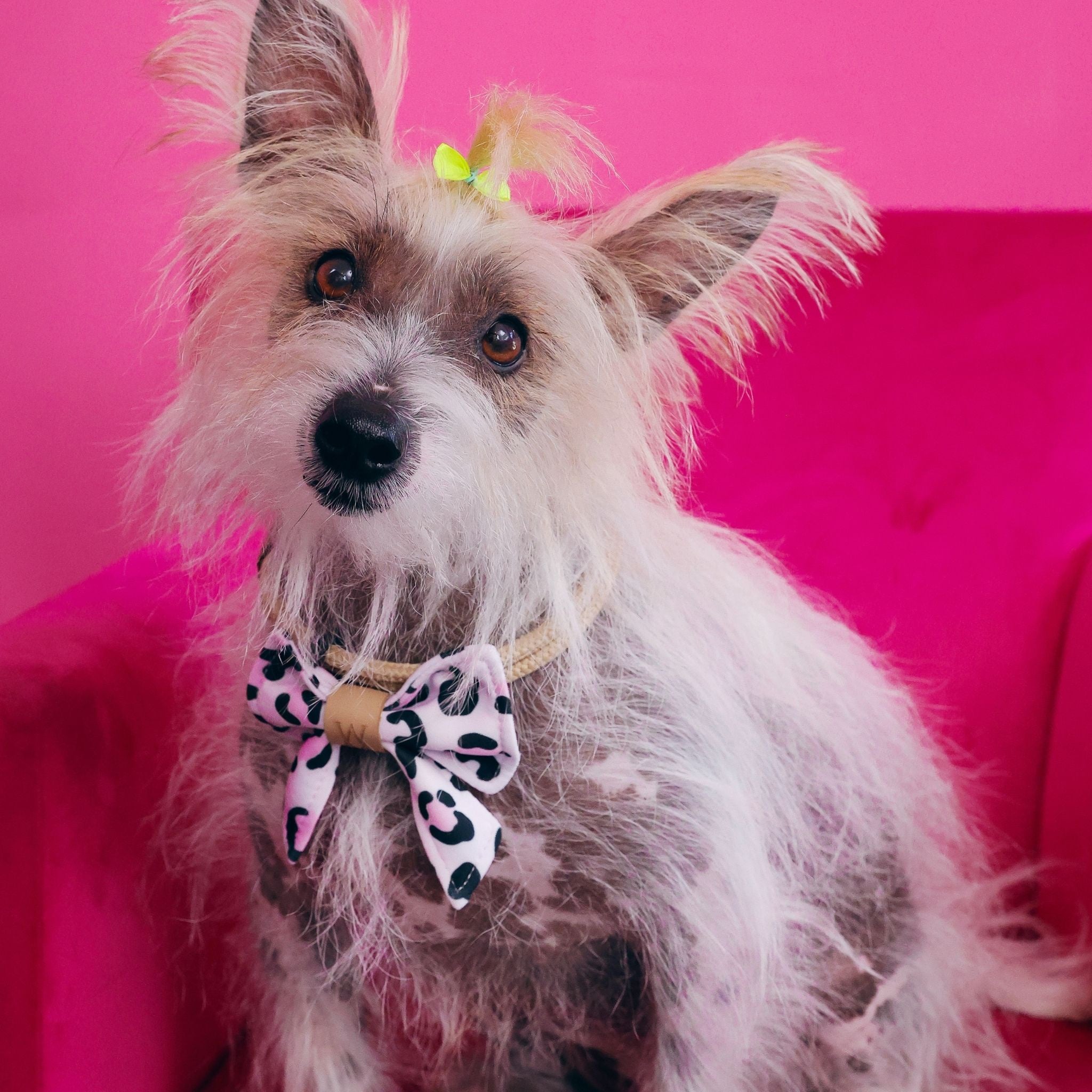 Bubblegum Safari Sailor Bowtie