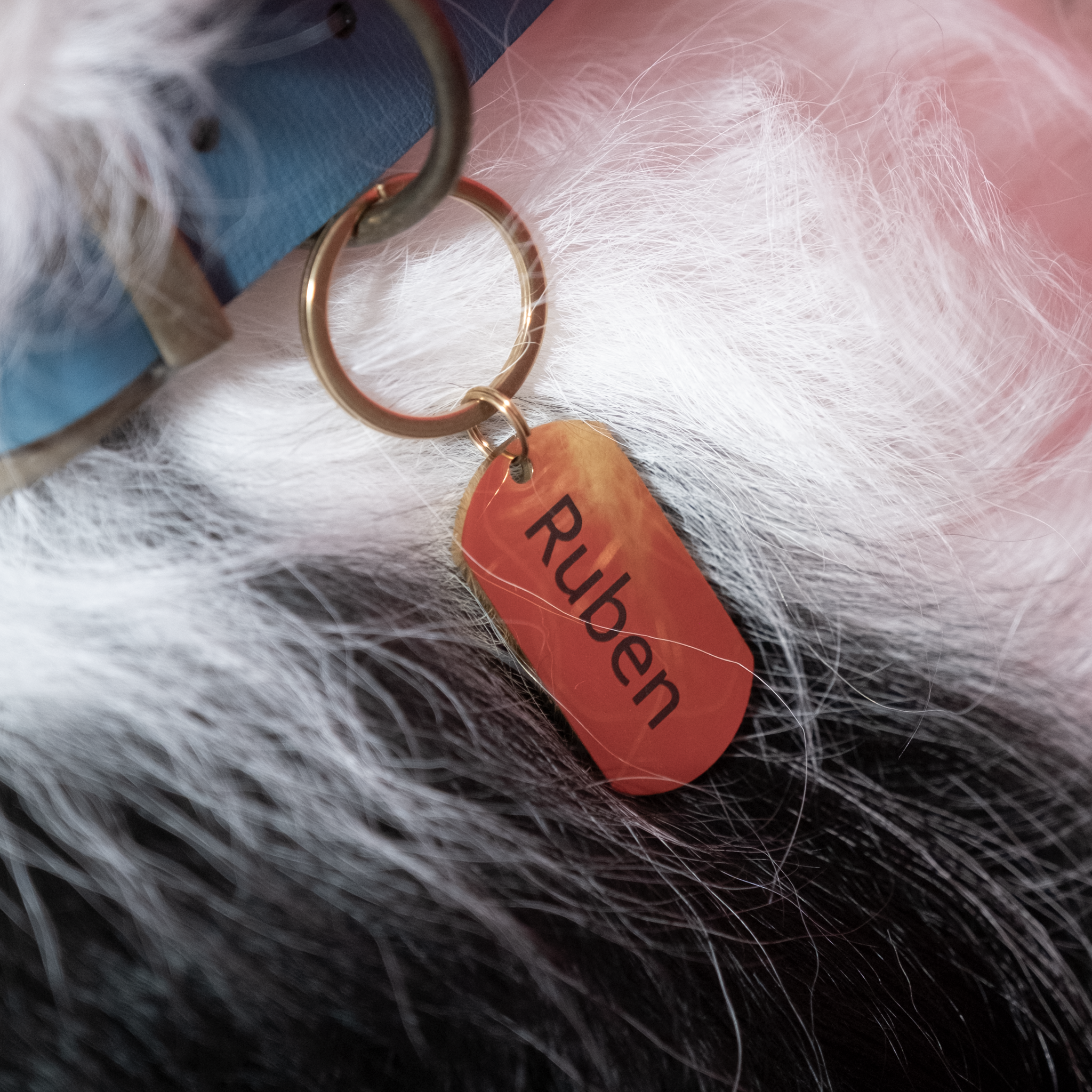 "Dog Tag " dog Tag