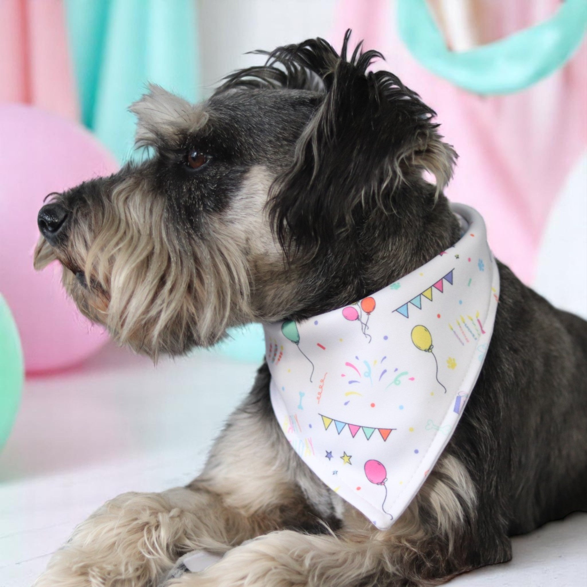 Birthday Bandanna