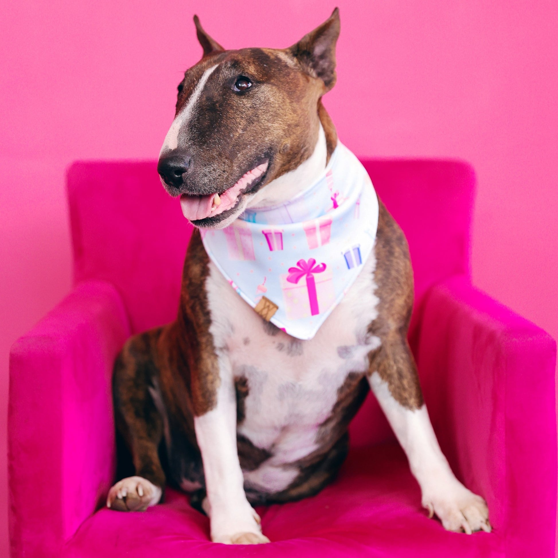 Paw-ty Time Birthday Bandanna