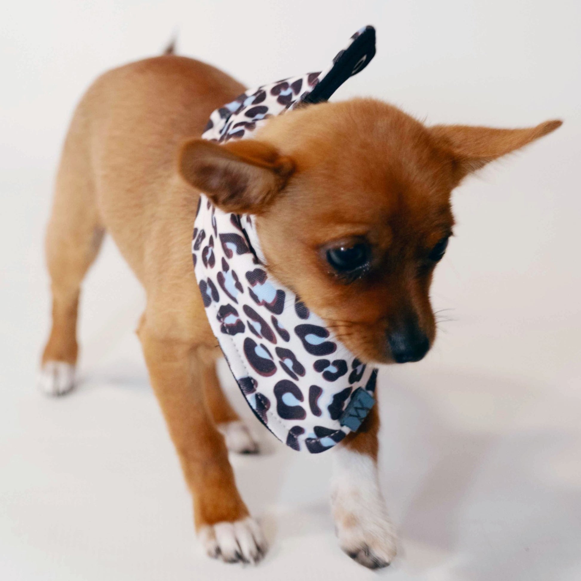 Roar and Peace Bandanna