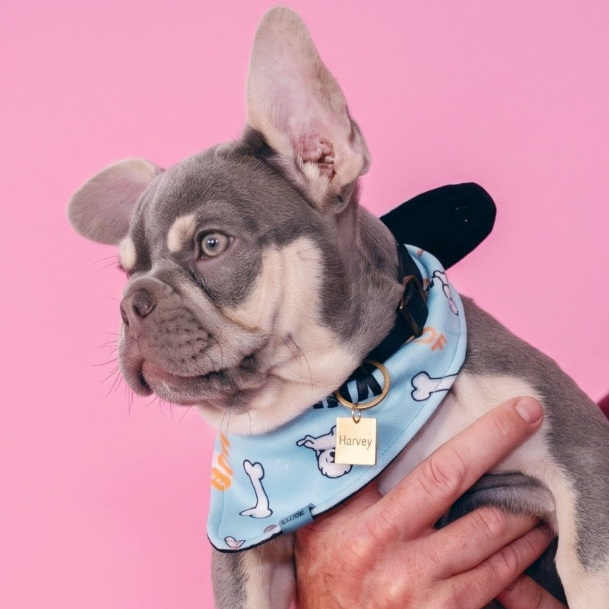 Square Gold Pet Tag