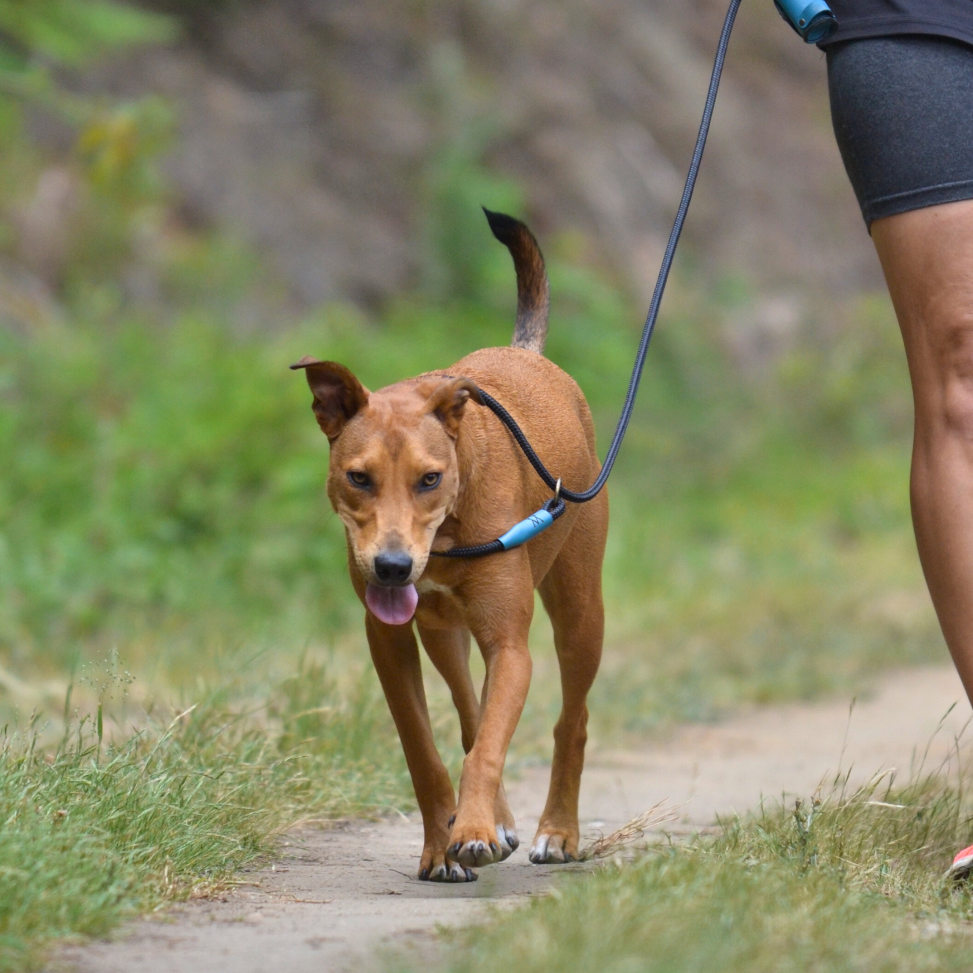 Bright Active Rope Leashes