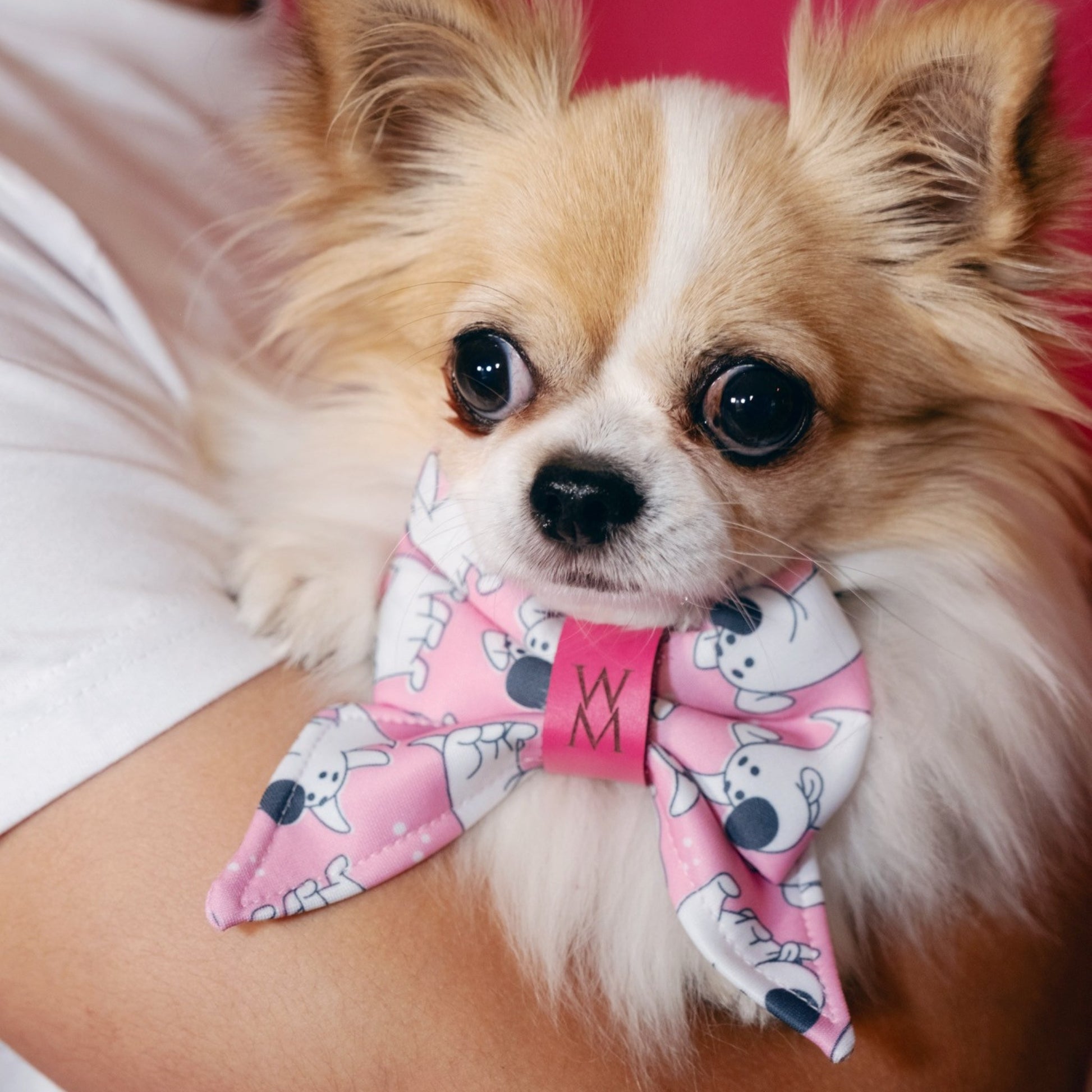 Toon Tails Sailor Bowtie