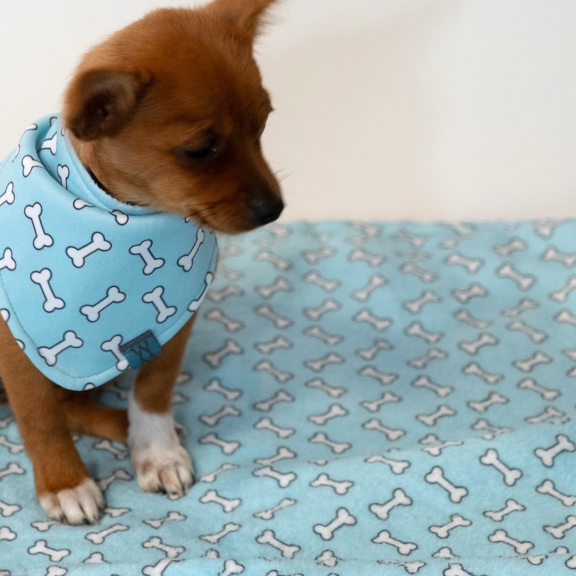 Bone Appétit Blanket