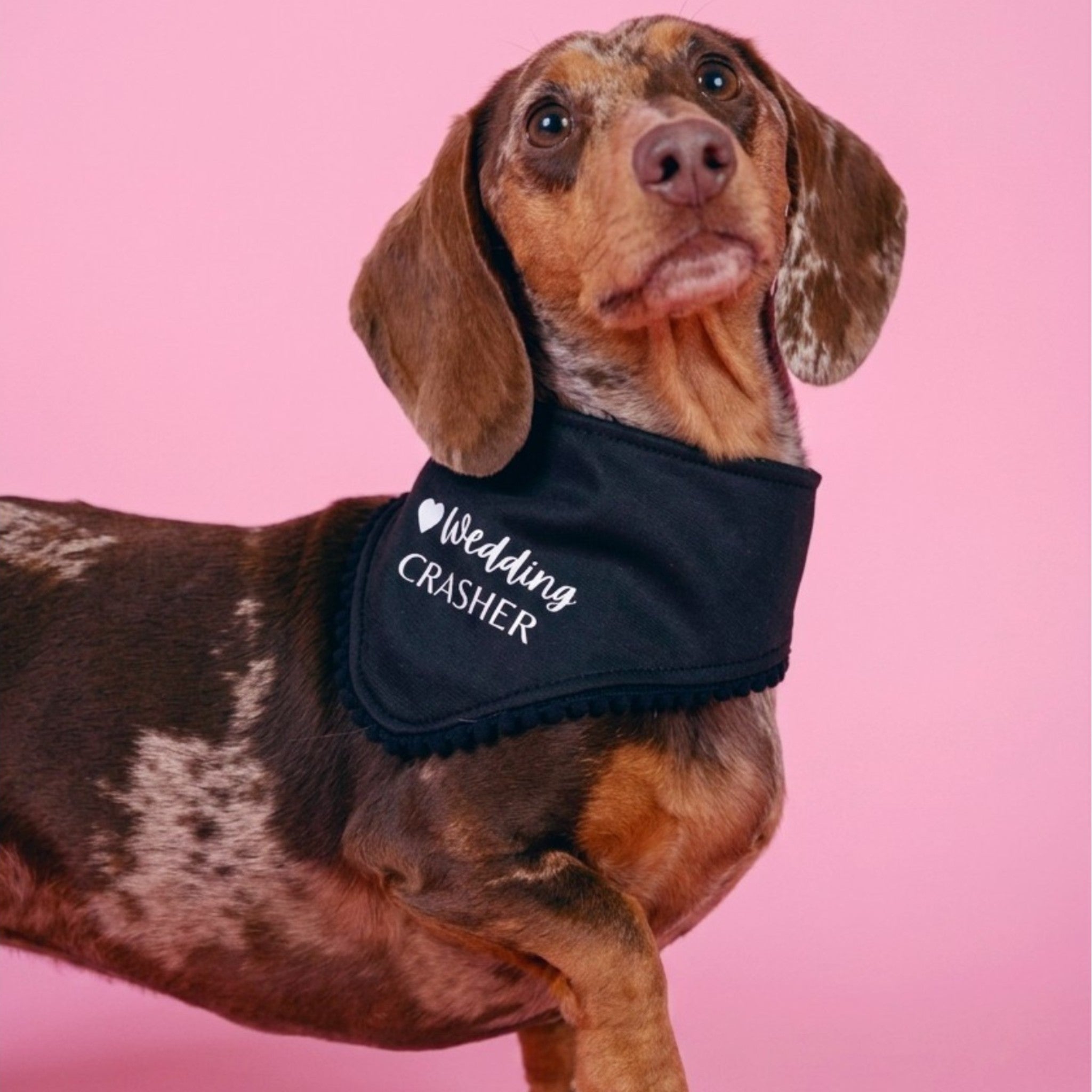 Wedding Crasher Bandanna